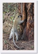 03LakeManyara - 41 * Vervet monkey.